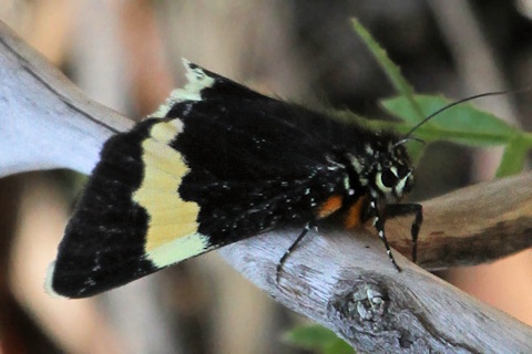 Eutrichopidia latinus Moth (Eutrichopidia latinus)